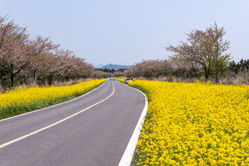 People and cars pass by on the yellow canola flower road in Jeju, South Korea