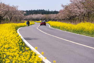 People and cars pass by on the yellow canola flower road in Jeju, South Korea