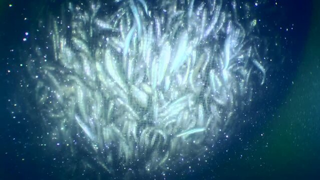 Fish inside a commercial fishing net: fishermen lift the net to the surface, the anchovies inside rub so hard against each other, that they shed their scales, forming translucent cloud around the net.