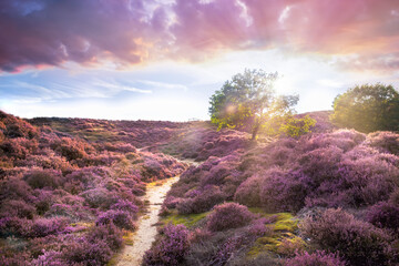Stunning purple heather landscape at sunrise in Roydon - 512124835