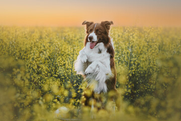 Border collie enjoying a field with yellow flowers, portrait of a trained dog