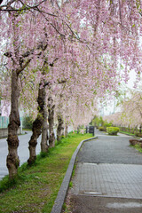 Beautiful pink tunnels of Weeping Cherry blossoms on the Nicchu Line,Kitakata,Fukushima,Tohoku,Japan