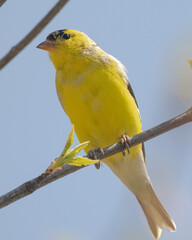 yellow bird on a branch