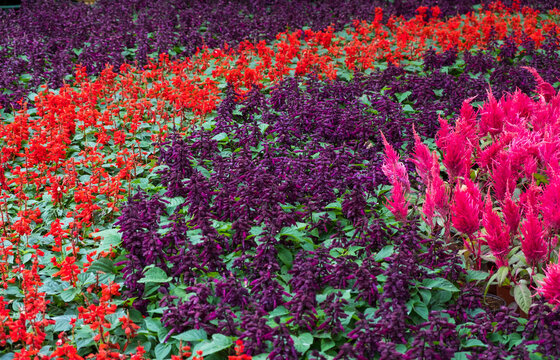 Colorful flower displays at Dasada Gallery,Prachinburi,Thailand
