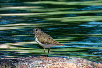 Common sandpiper (Actitis hypoleucos) on a stone near seashore.
