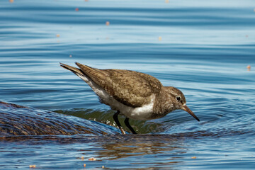 Common sandpiper (Actitis hypoleucos) on a stone near seashore.
