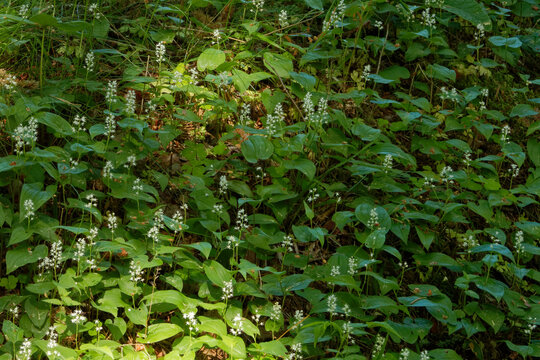 Flowering Maianthemum bifolium plants cover a hillock in forest.