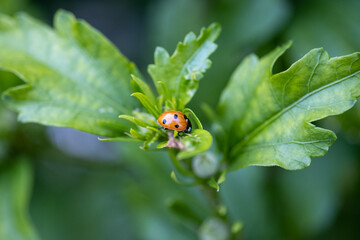 ladybird on a leaf
