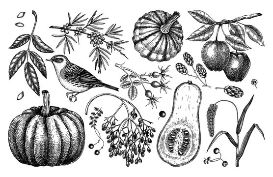 Autumn design elements in sketched style. Botanical drawings of autumn leaves, pumpkins, berries, bird. Vintage fall plants and birds hand drawn illustrations. Thanksgiving day sketches