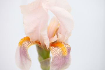 Fototapeta na wymiar White Iris