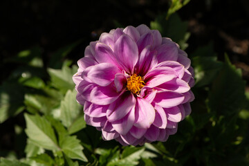 Obraz premium pink flower