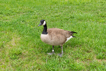 Naklejka na ściany i meble An adult size wild Canada Goose bird stands on vibrant green grass. The large bird has brown, black, and white feathers. With a long black neck with a white patch. The animal has its head up. 