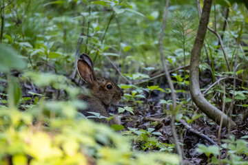Naklejka na ściany i meble A rabbit sits in the wilderness at Isle Royale National Park in Michigan