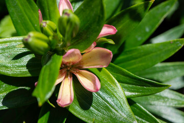 pink tropical flower