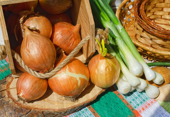 Golden onions in a wooden box and green onions