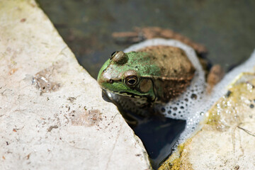 Toad in pond