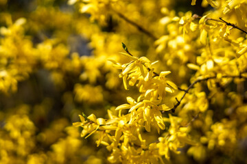 Spring background with blooming yellow forsythia plant. 