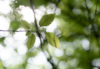 Green leaves in the forest