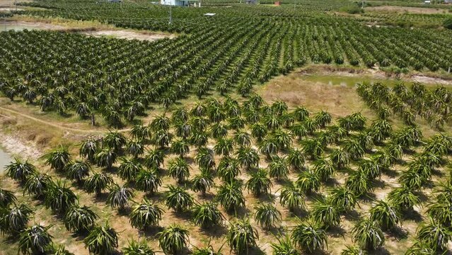 Massive green plantation of dragonfruit, aerial drone angle view