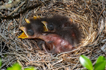 Naklejka na ściany i meble Newly Hatched Mockingbird Chicks