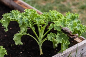 close up of a vibrant green kale plant in  a raised garden bed 