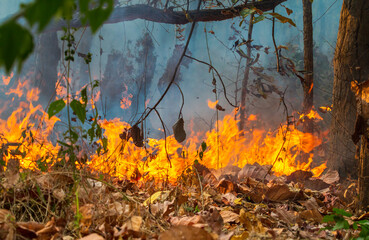 Wildfire disaster in tropical forest caused by human