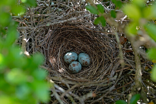 Mockingbird Eggs In Springtime Nest.