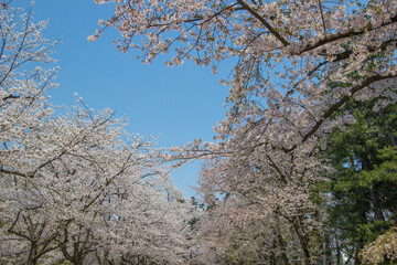 Beautiful cherry blossoms at Hirosaki Park,Aomori,Tohoku,Japan.
