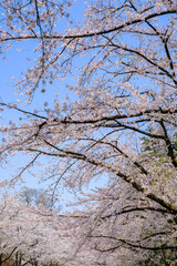 Beautiful cherry blossoms at Hirosaki Park,Aomori,Tohoku,Japan.
