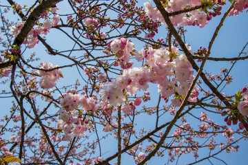 Beautiful cherry blossoms at Hirosaki Park,Aomori,Tohoku,Japan.
