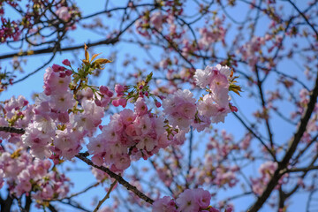 Beautiful cherry blossoms at Hirosaki Park,Aomori,Tohoku,Japan.
