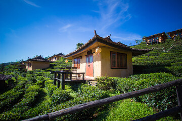 Earthen buildings and U-Long tea plantations at Ban Rak Thai Village,near Thai-Myanmar border,Mae Hong Son province,Northern Thailand.