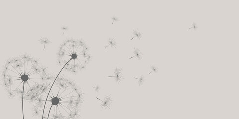 dandelion illustration banner