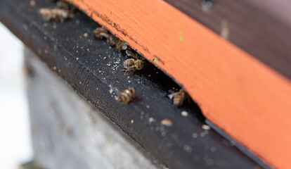 Dead bees after wintering. Entrance to the hive with dead bees. Insects close-up. Dying bees in...