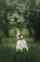 young jack russell terrier dog outdoors in summer