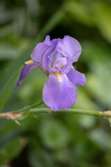 purple Iris