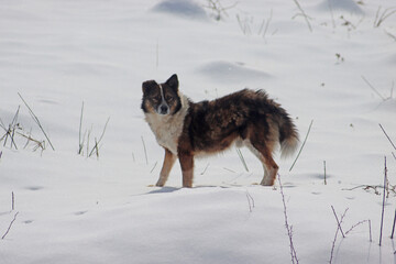 Fototapeta na wymiar Dog in the snow in the Carpathian region, Ivano-Frankivsk region in winter, Ukraine