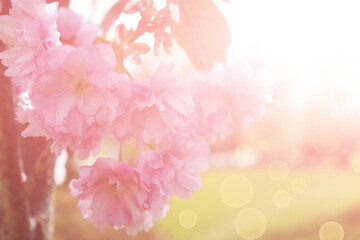 Sakura flowers of sakura tree in the spring