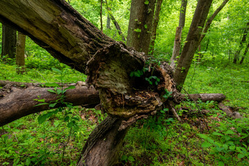 Fallen Tree in the Forest