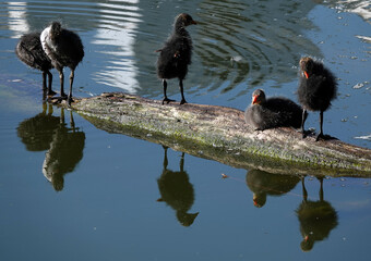Coot waterfowl chicks