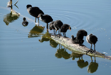 Coot waterfowl chicks