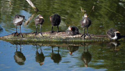 Coot waterfowl chicks