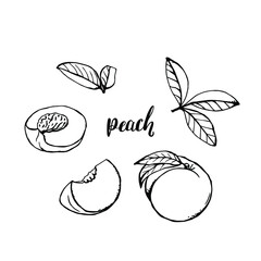 Set of hand drawn black and white peaches and peach lettering. Vector graphic illustration.