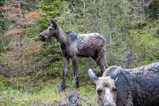 A Young Moose Calf Stands Behind His Mother At Isle Royale National Park In Michigan