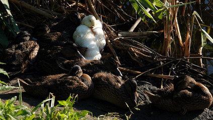 An albino Mallard duck basking in the sun with other chicks