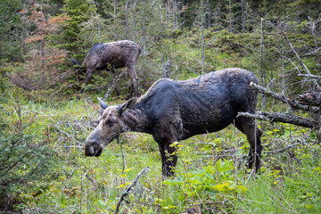 A moose cow grazes on the grass with her year old calf behind her at Isle Royale National Park in Michigan