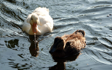 Albino Mallard duckling swims with other chicks