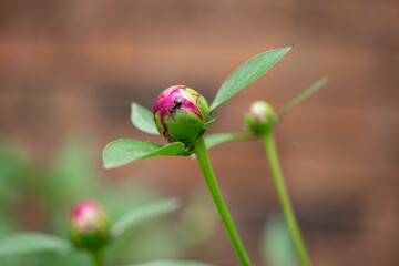pink peonies 