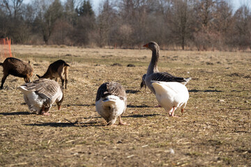 Geese and goats in the paddock and enjoying sunny day