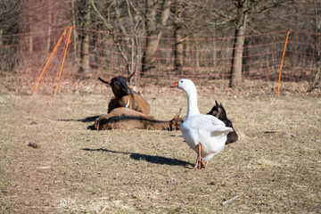 Goats and geese in the paddock and enjoying sunny day